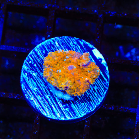 Orange on Orange Yuma Coral