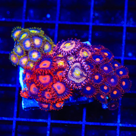 Orange Oxide, Hydra Lady Dragon Combo Zoanthids Colony Coral