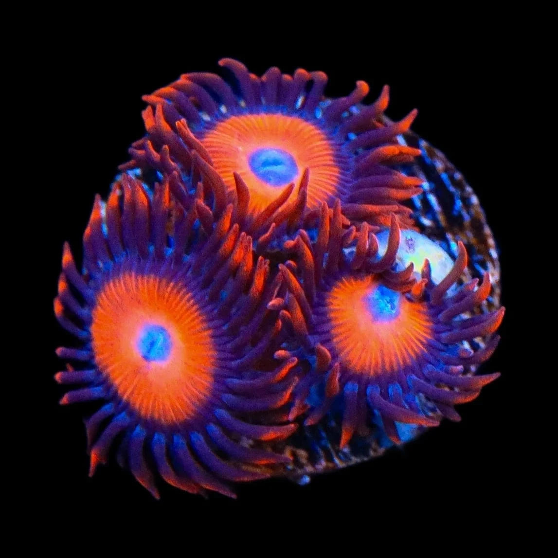 Orange Oxide Zoanthids Coral