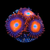 Orange Oxide Zoanthids Coral