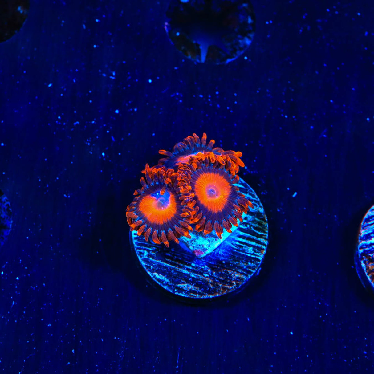 Orange Oxide Zoanthids Coral
