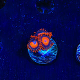 Orange Oxide Zoanthids Coral