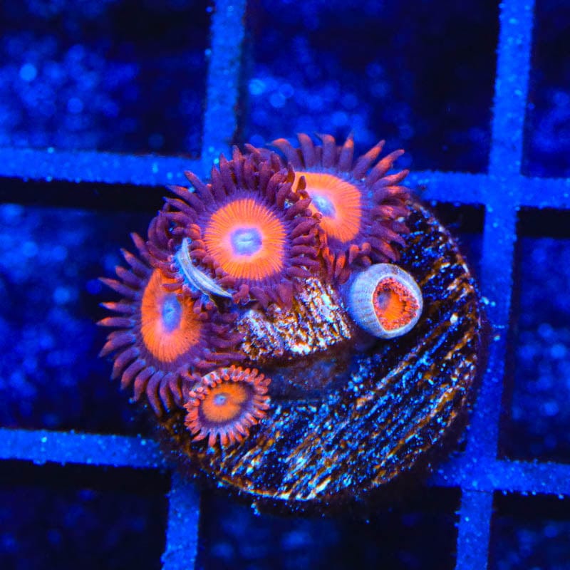 Orange Oxide Zoanthids Coral