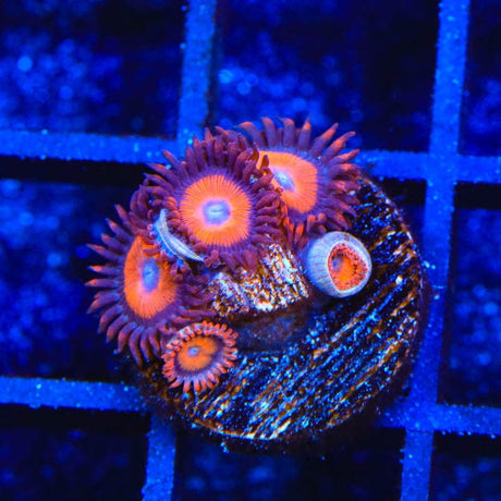 Orange Oxide Zoanthids Coral