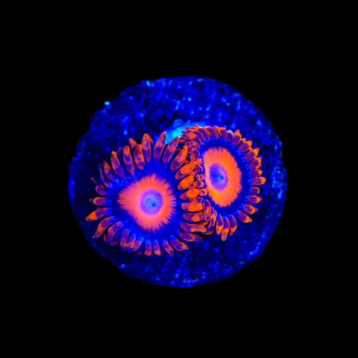 Orange Oxide Zoanthids Coral