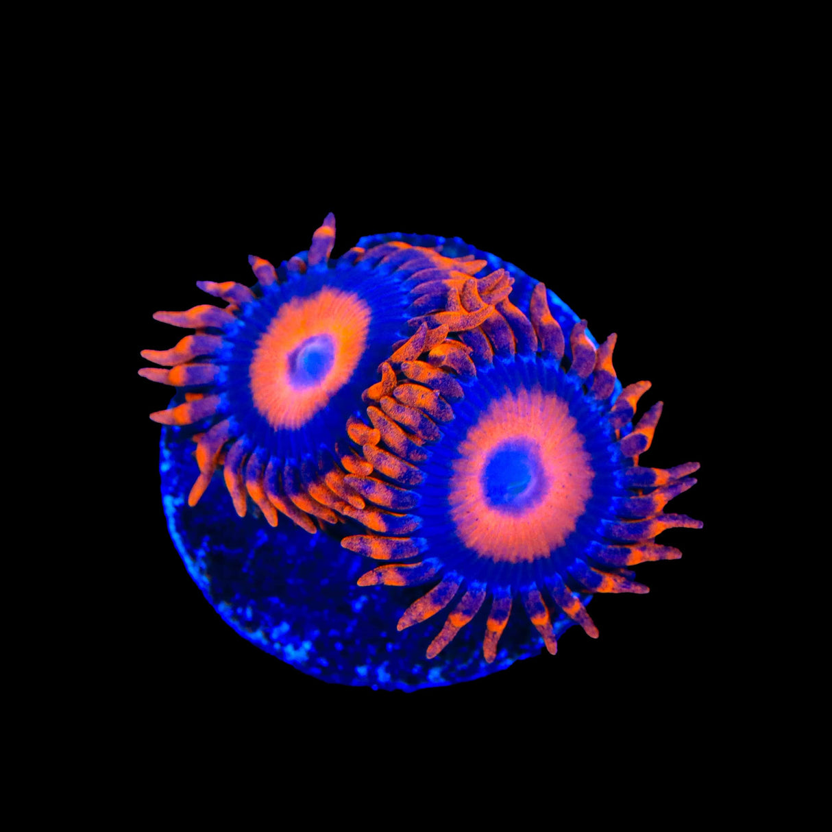 Orange Oxide Zoanthids Coral