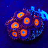 Orange Oxide Zoanthids Coral