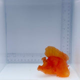 Orange Rhinopias Fish