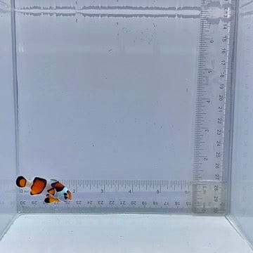 Orange Semi Storm Clown Fish