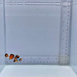 Orange Semi Storm Clown Fish