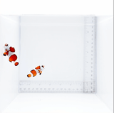 Orange Semi Storm Clownfish Pair
