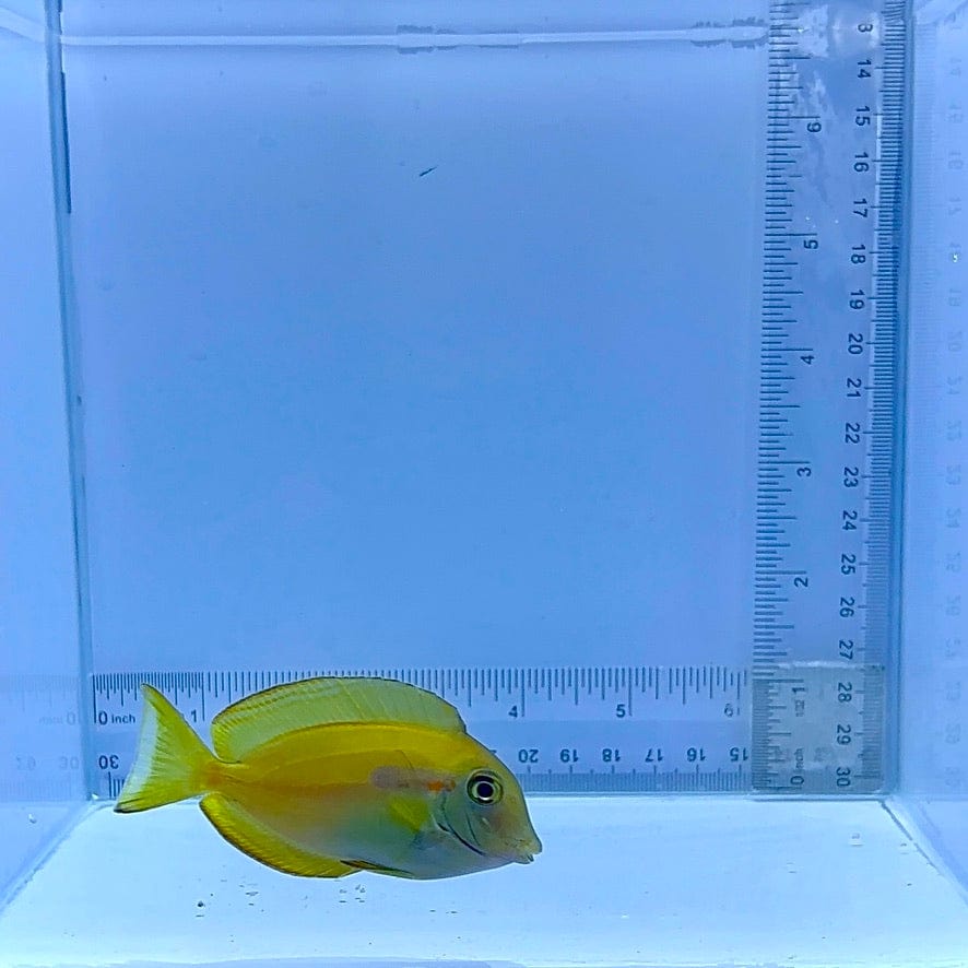 Orange Shoulder Tang