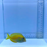 Orange Shoulder Tang