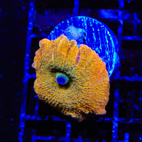 Orange Smear Mushroom Coral