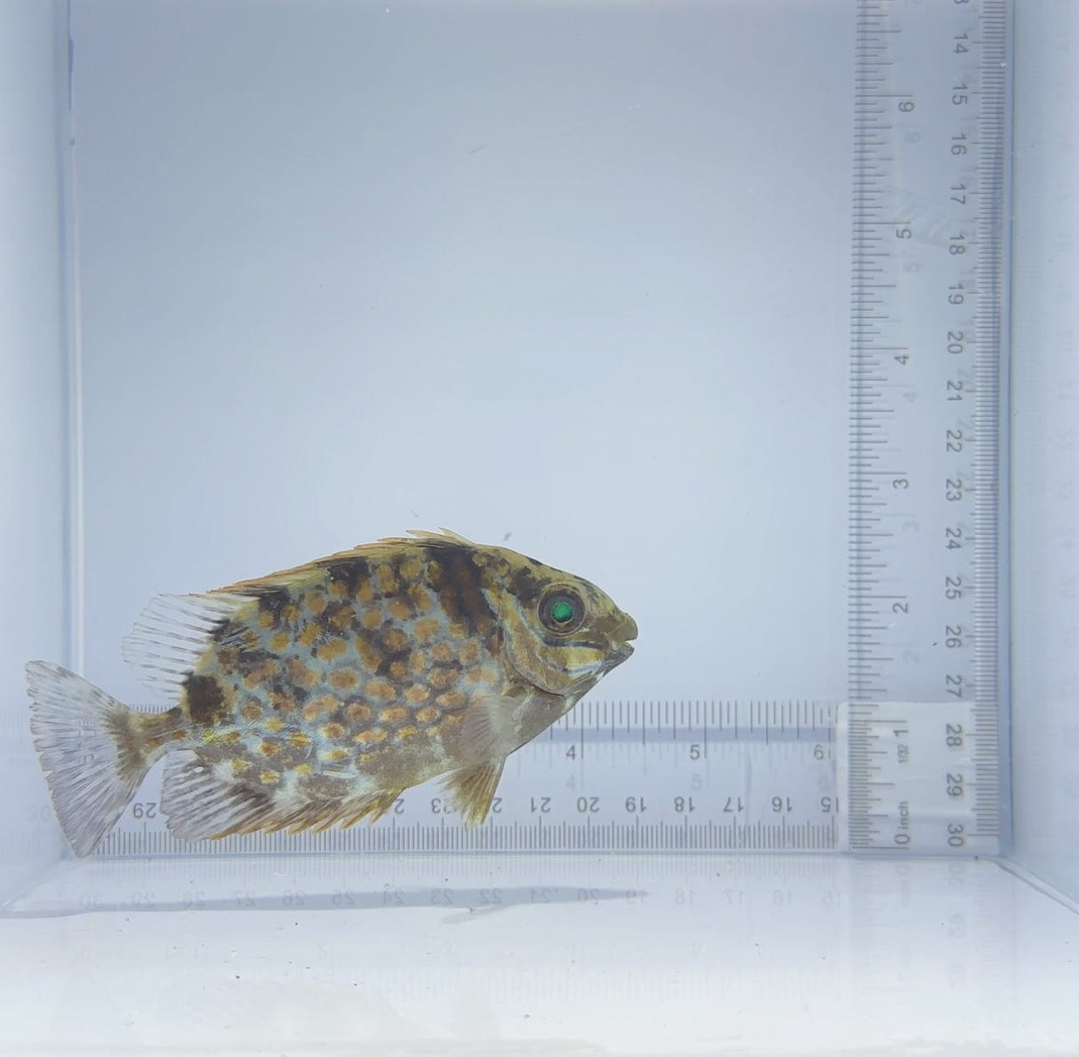 Orange Spot Rabbitfish