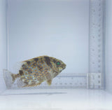 Orange Spot Rabbitfish