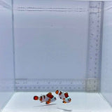 Orange Storm Pair Clown Fish