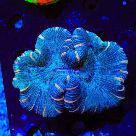 Orange Stripped Trachyphyllia Coral