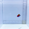 Orangeback Fairy Wrasse