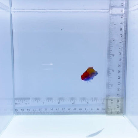 Orangeback Fairy Wrasse
