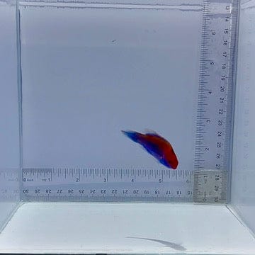 Orangeback Fairy Wrasse Fish