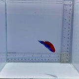 Orangeback Fairy Wrasse Fish