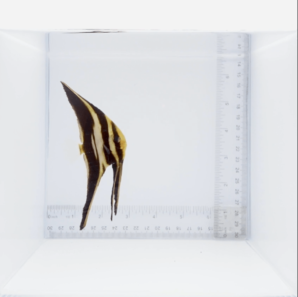 Orbiculate Bat Fish