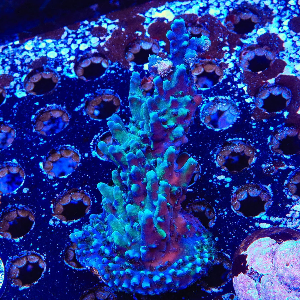 Oregon Blue Tort Acropora Colony Coral