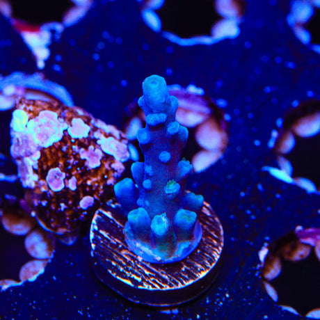 Oregon Blue Tort Acropora Coral