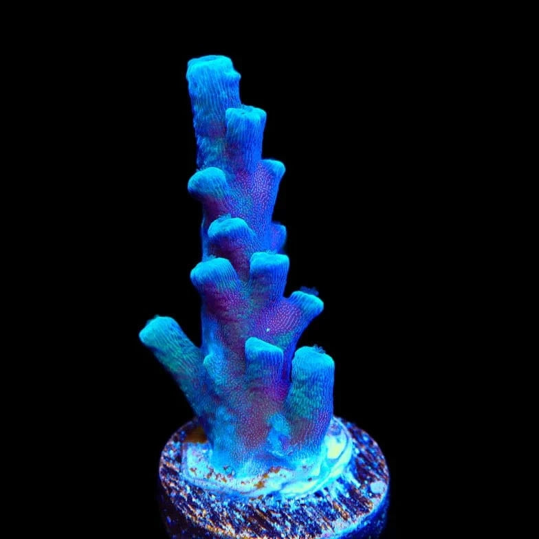 Oregon Blue Tort Acropora Coral