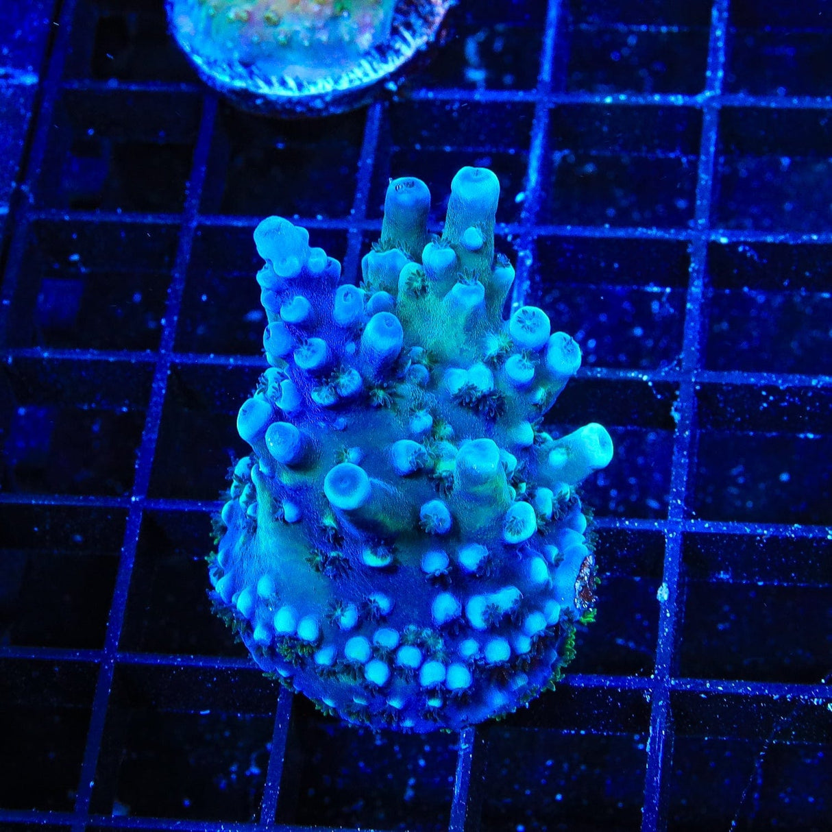 Oregon Blue Tort Acropora Coral