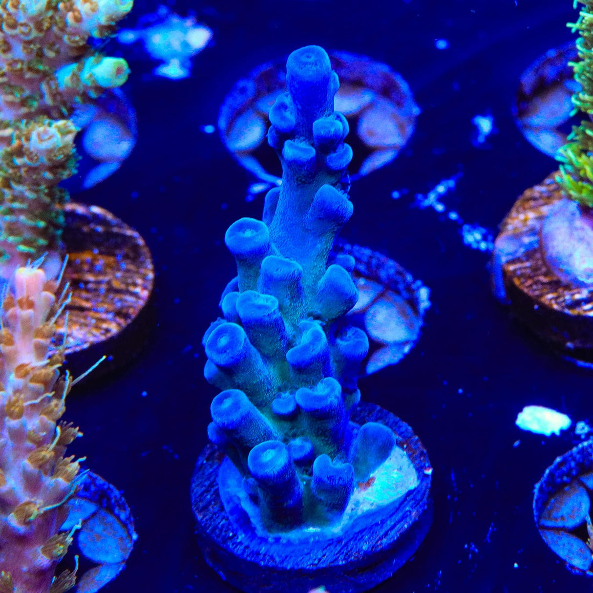 Oregon Blue Tort Acropora Coral