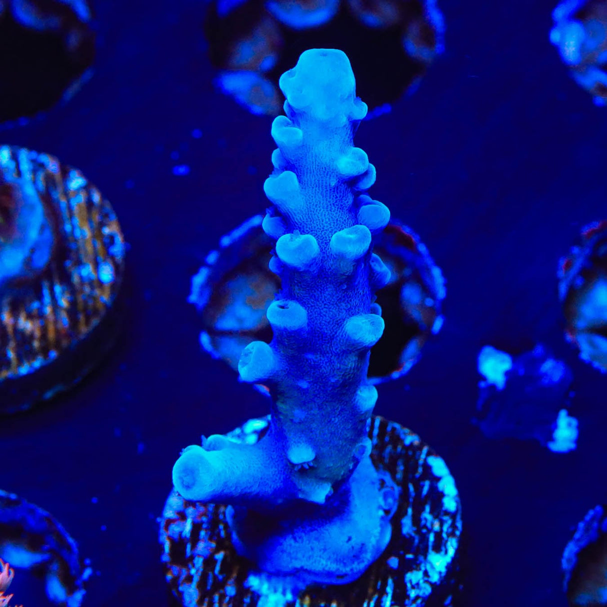 Oregon Blue Tort Acropora Coral