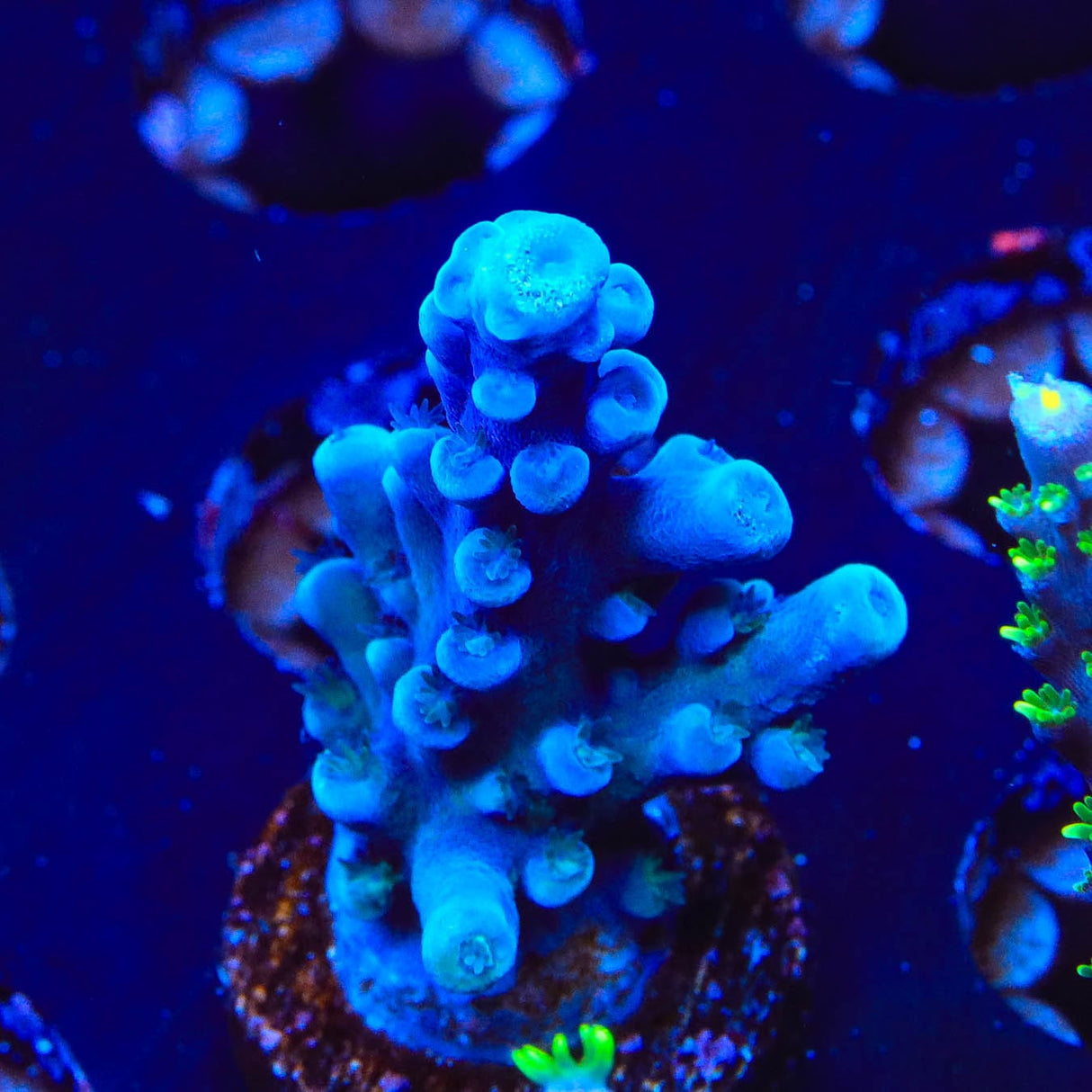 Oregon Blue Tort Acropora Coral