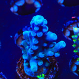 Oregon Blue Tort Acropora Coral