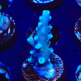 Oregon Blue Tort Acropora Coral