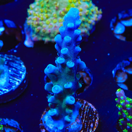 Oregon Blue Tort Acropora Coral