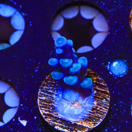 Oregon Blue Tort Acropora Coral