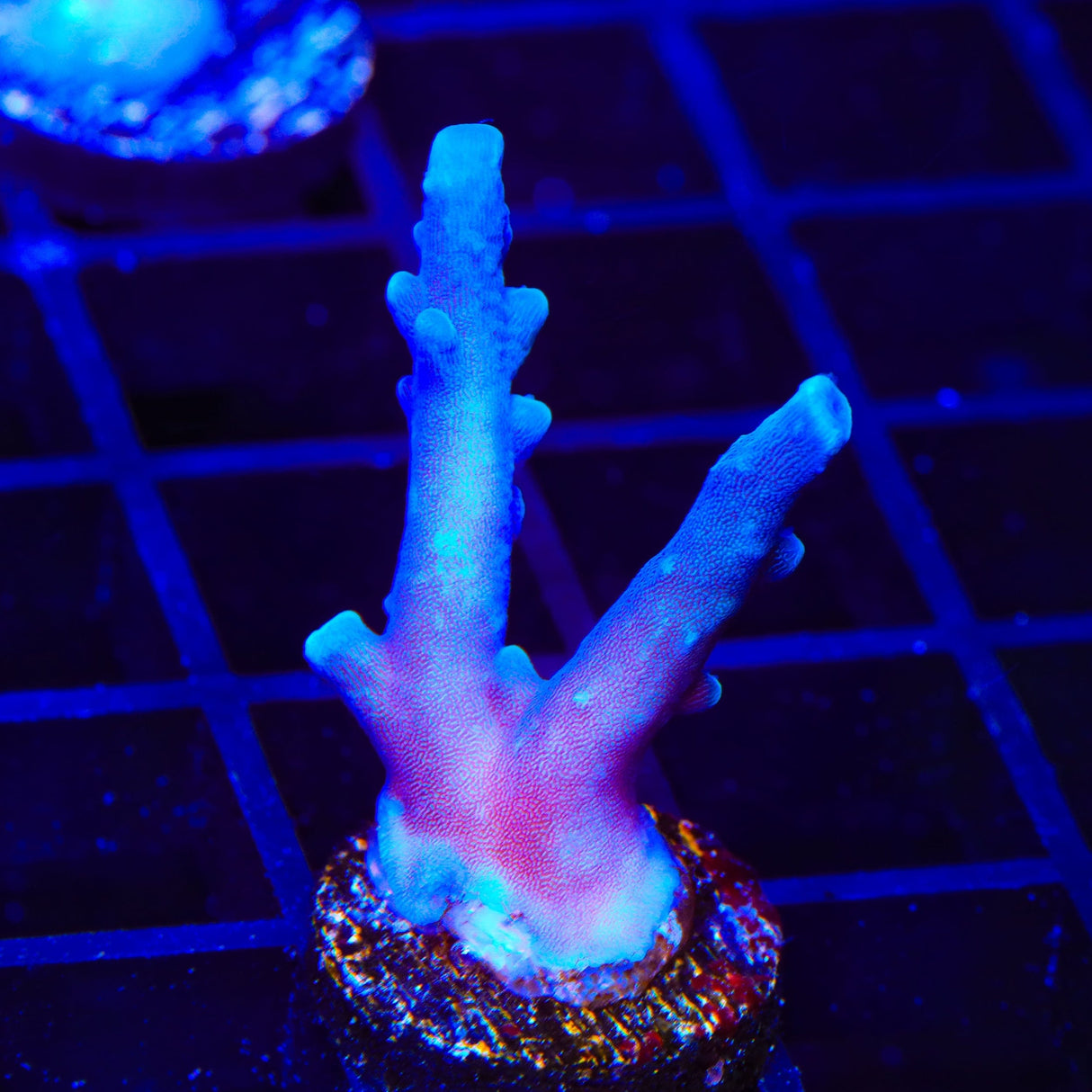 Oregon Blue Tort Acropora Coral