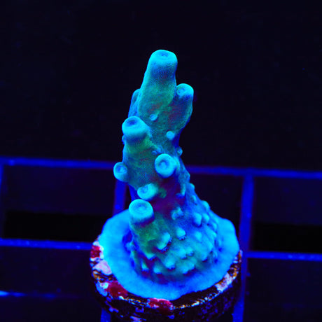Oregon Blue Tort Acropora Coral