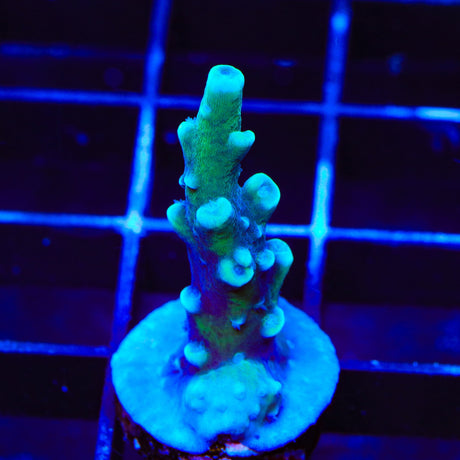 Oregon Blue Tort Acropora Coral