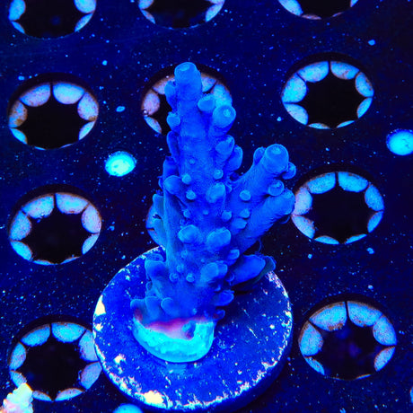 Oregon Blue Tort Acropora Coral