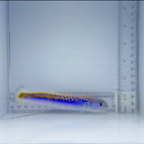Oreni Tile Fish