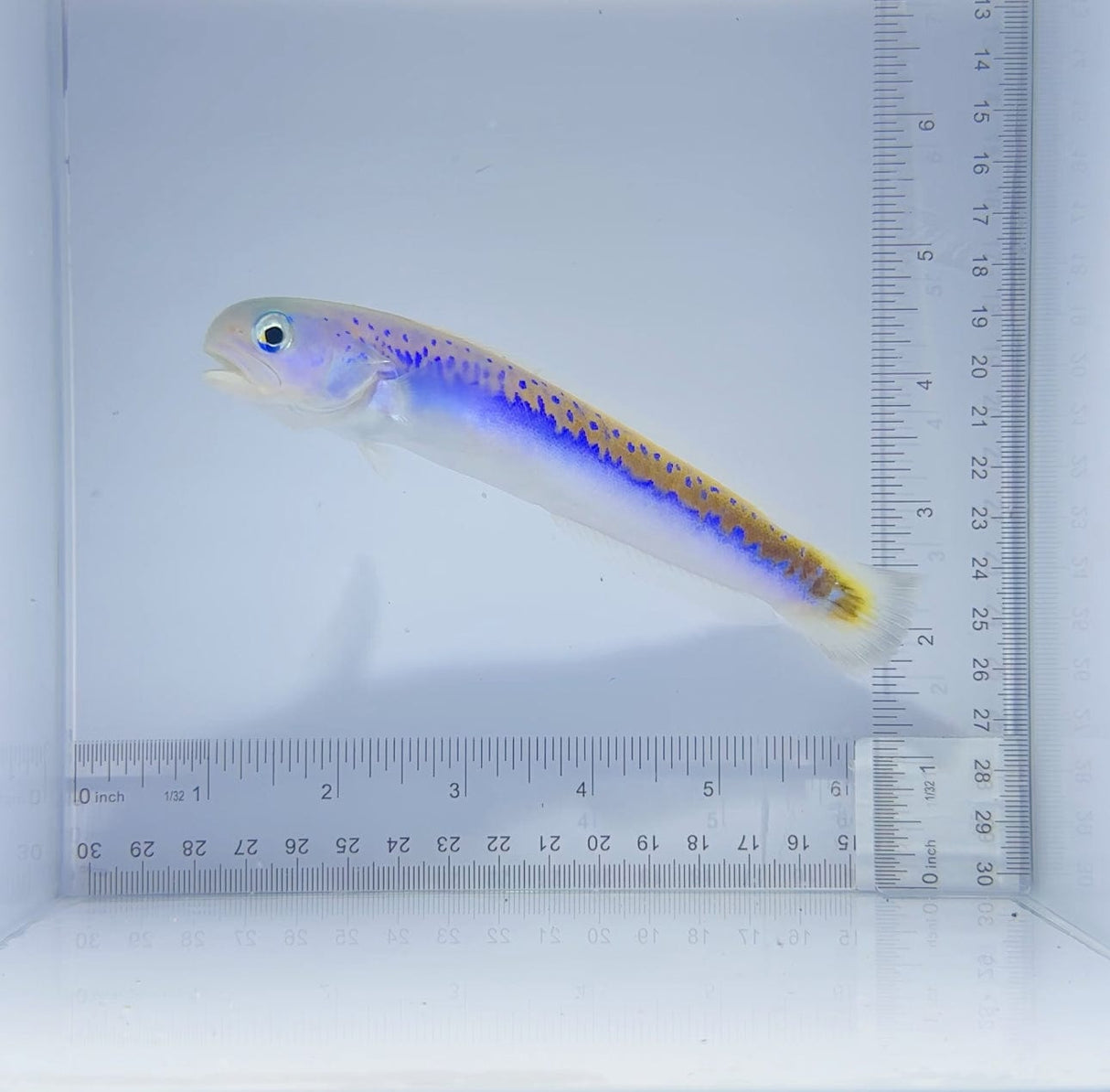 Oreni Tile Fish