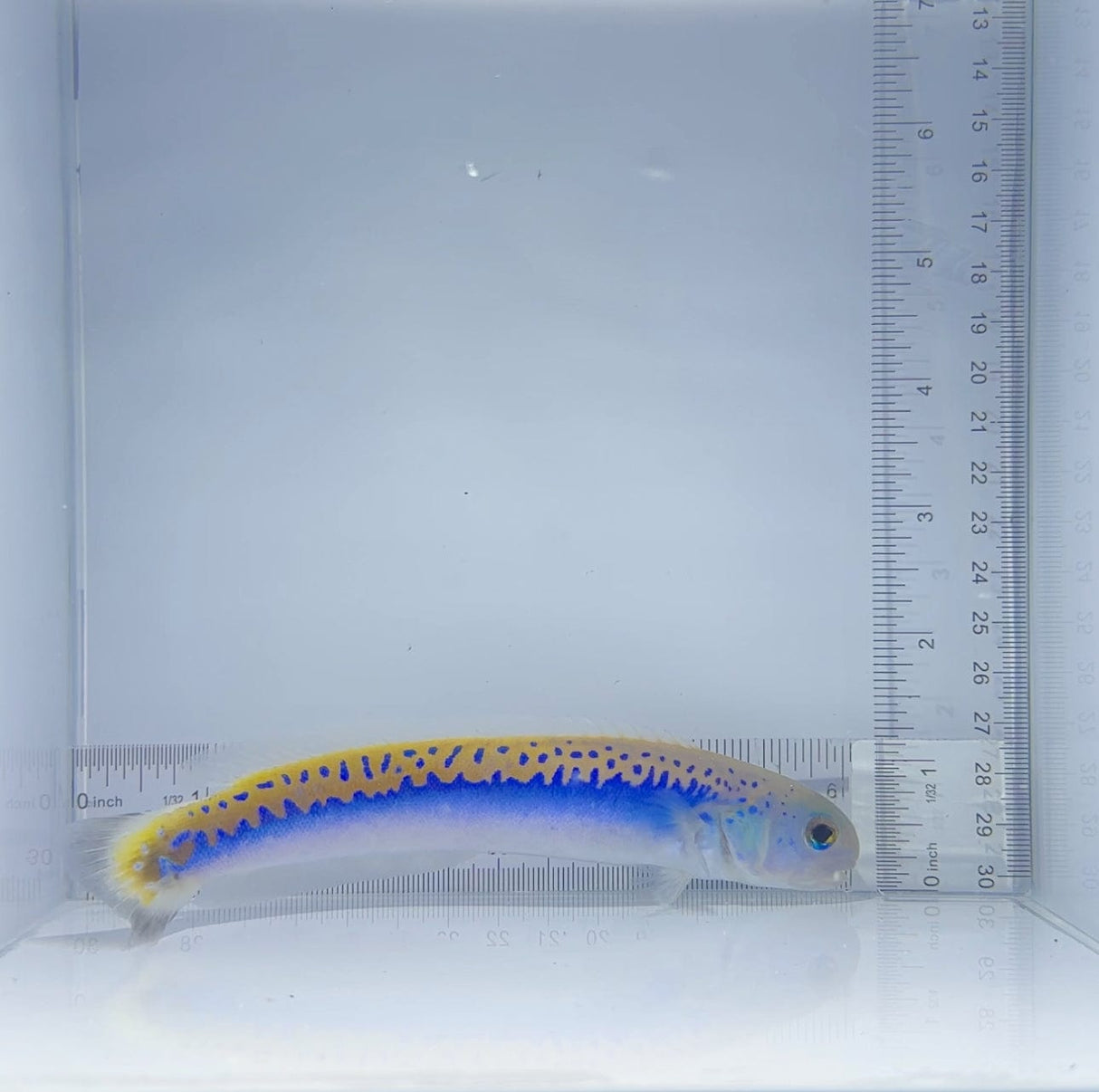 Oreni Tile Fish