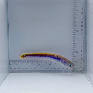Oreni Tile Fish