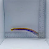 Oreni Tile Fish