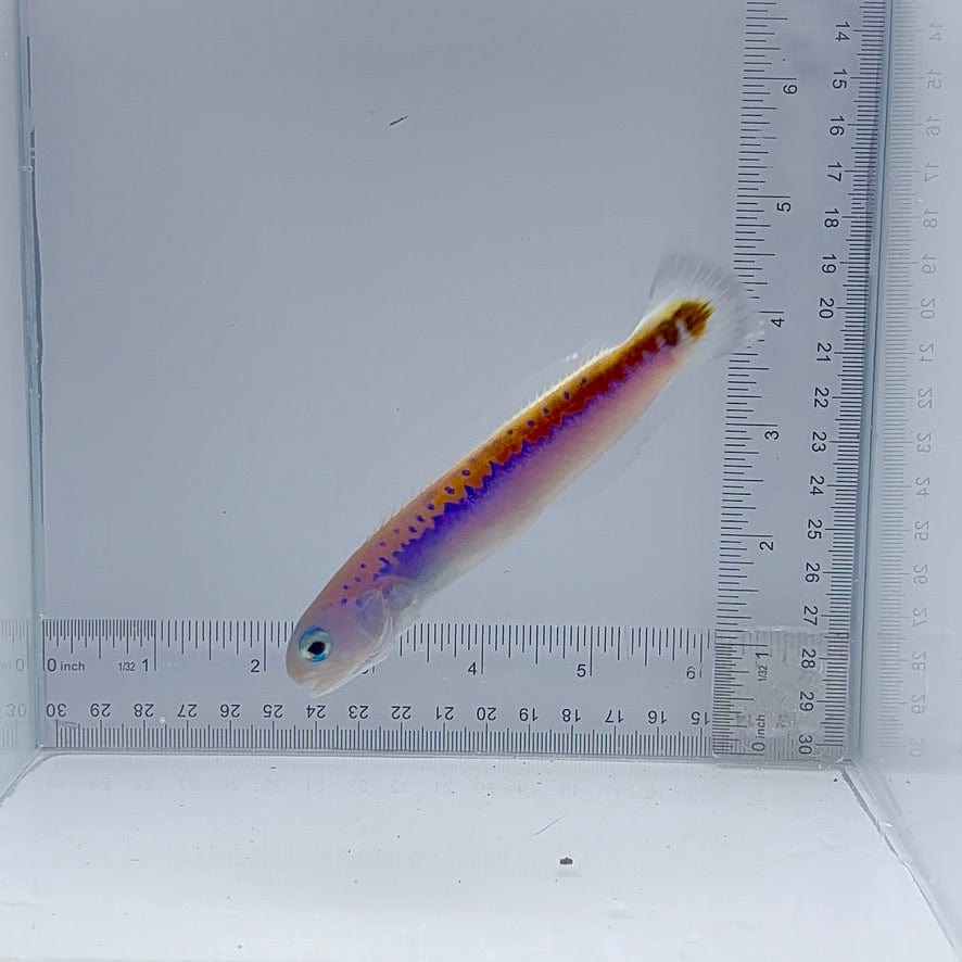 Oreni Tile Fish