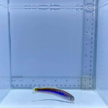Oreni Tile Fish