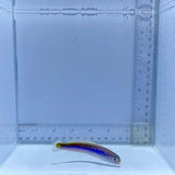 Oreni Tile Fish
